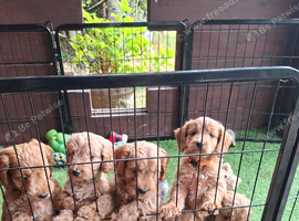 Stunning red F1 Cockapoo puppies