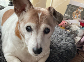 Jack Russell