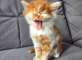 Ginger fluffy boy