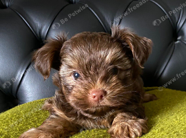 Stunning litter of Chocolate Yorkshire Terriers.