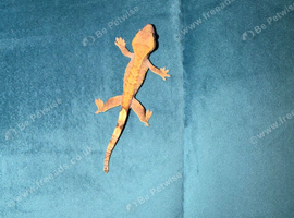 baby crested gecko ready