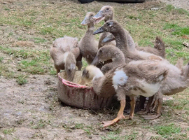 mixed breed juvenile Ducks