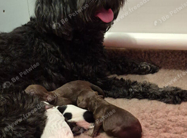 Australian Labradoodle puppies - health tested