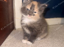Female kittens