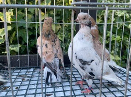5 almond Portuguese cocks