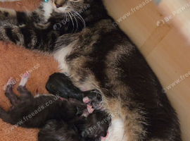 Mum and kitten