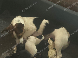 Stunning jackrussel puppies