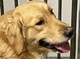 Golden Retriever at stud. Kennel Club registered