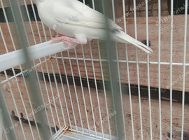 Pair javas