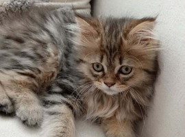 Girl half Maine con half Persian