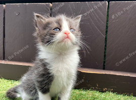 Reduced Price Siberian Forest Cat x Calico
