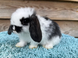 Pure mini lops