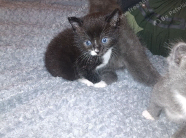 3 beautiful kittens