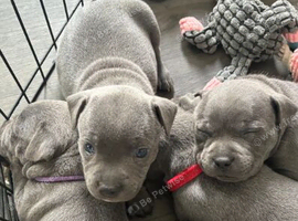 Blue Staffie Puppies