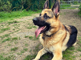 4 Year Old German Shepard