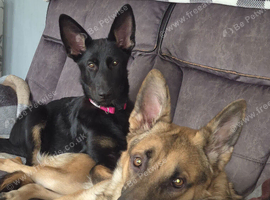 Female German shepherd