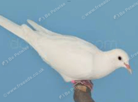 This year's Barbary doves and one white Java.