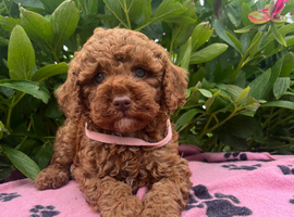 Stunning Cavapoochon
