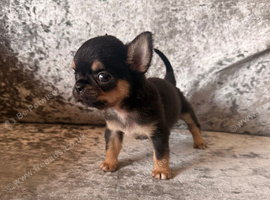 XXS chihuahua kc reg half Thai male