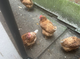 Chicken 18 Months old