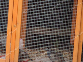 California Quails