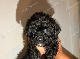 Beautiful shihpoo puppies looking for there forever homes