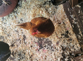 4 chickens/hens
