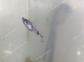 STILL AVAILABLE Any 4 Fish FREE No time wasters please. See photos.