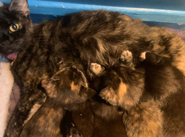 2 female kittens