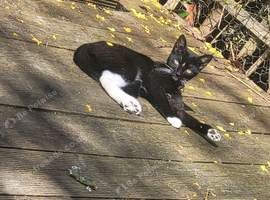 Female cat