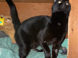 Male cat