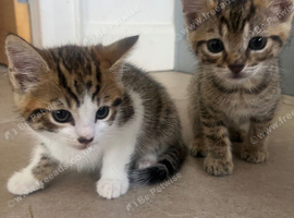 4 beautiful tabby kittens