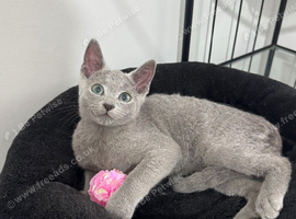 Loving, cuddly pedigree Russian Blue