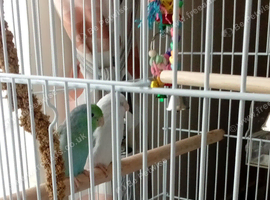 TWO PARROTLETS BIRDS