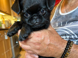 Female short coat Brussels Griffon