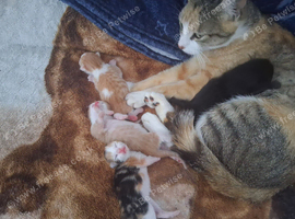 Kittens for sale