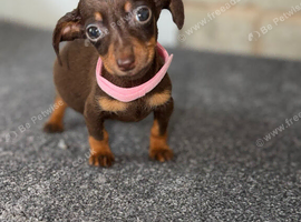 Miniature dachshund