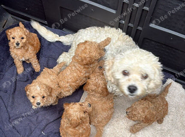 Cavapoo