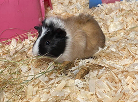 Young Guineapigs
