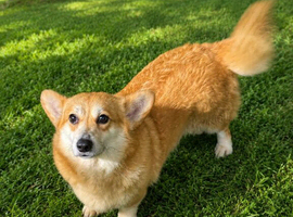 2 corgis male & female