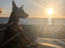 Miniature Pinscher for Stud