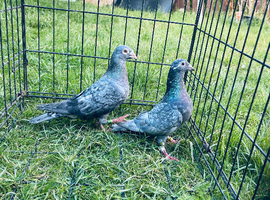 Colour racing pigeons