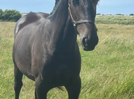 Part bred Friesian sports horse gelding