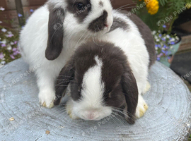 Gorgeous mini lops ready now