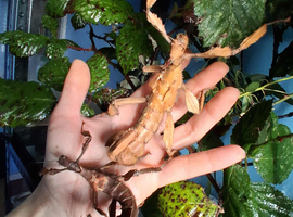 Stick Insects and Isopods