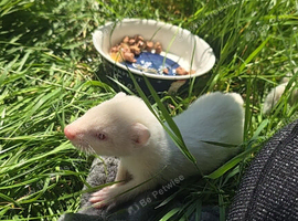 Albino