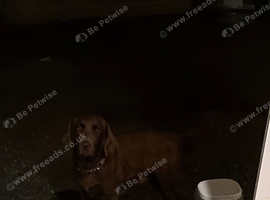 2 year old retriever