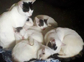 Beautiful litter of kittens