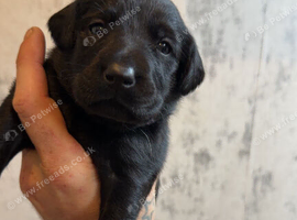6 Labrador retrievers left