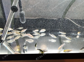 Koi fry 13 weeks old